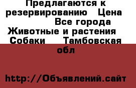 Предлагаются к резервированию › Цена ­ 16 000 - Все города Животные и растения » Собаки   . Тамбовская обл.